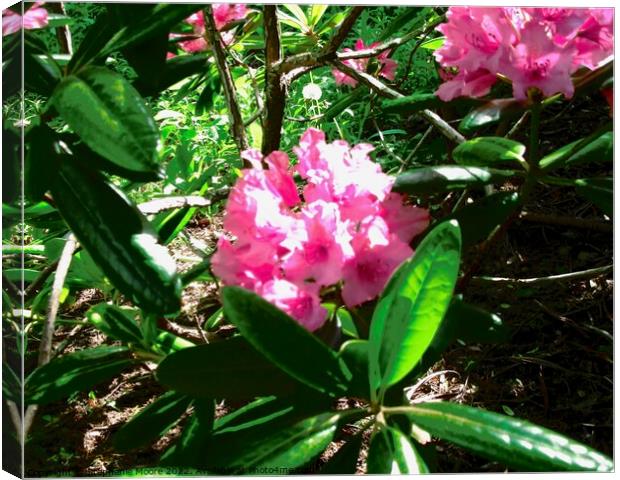 Pink Rhododendrons (I think) Canvas Print by Stephanie Moore