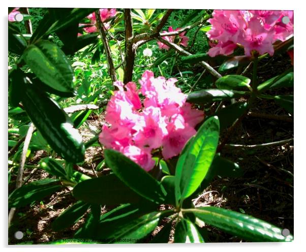 Pink Rhododendrons (I think) Acrylic by Stephanie Moore