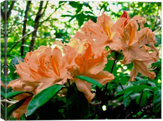 Orange Rhododendrons Canvas Print by Stephanie Moore