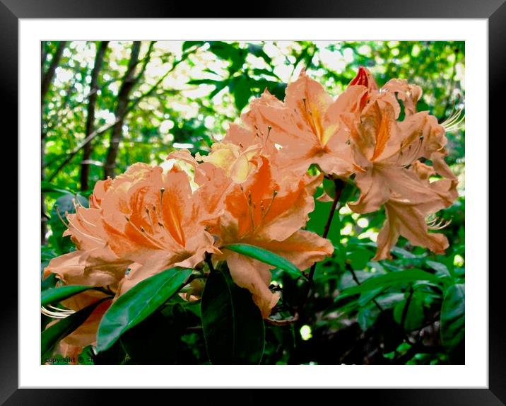 Orange Rhododendrons Framed Mounted Print by Stephanie Moore