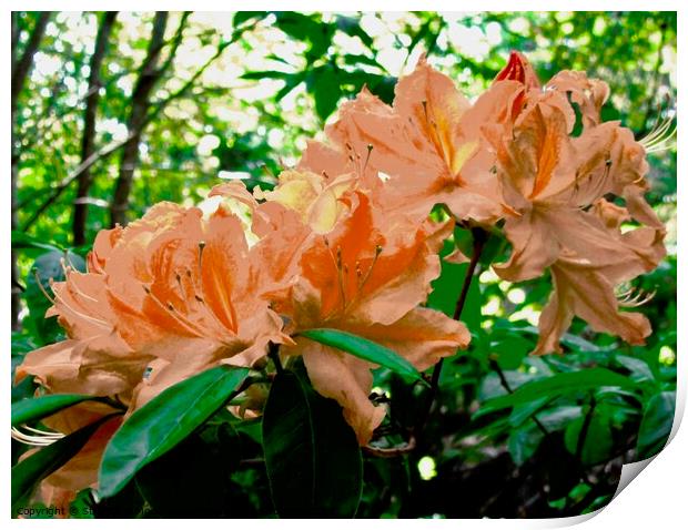 Orange Rhododendrons Print by Stephanie Moore