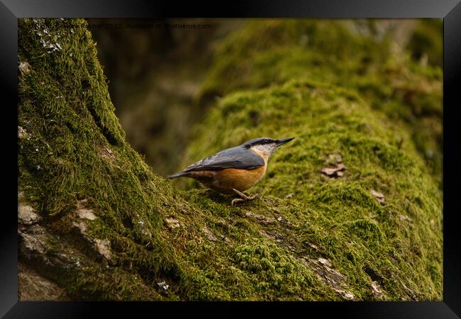 Nuthatch on Mossy Branch Framed Print by Mark Rosher
