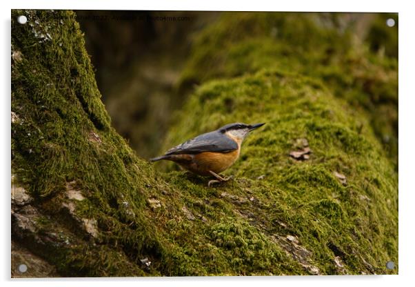 Nuthatch on Mossy Branch Acrylic by Mark Rosher