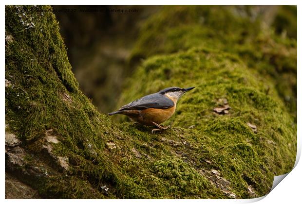 Nuthatch on Mossy Branch Print by Mark Rosher