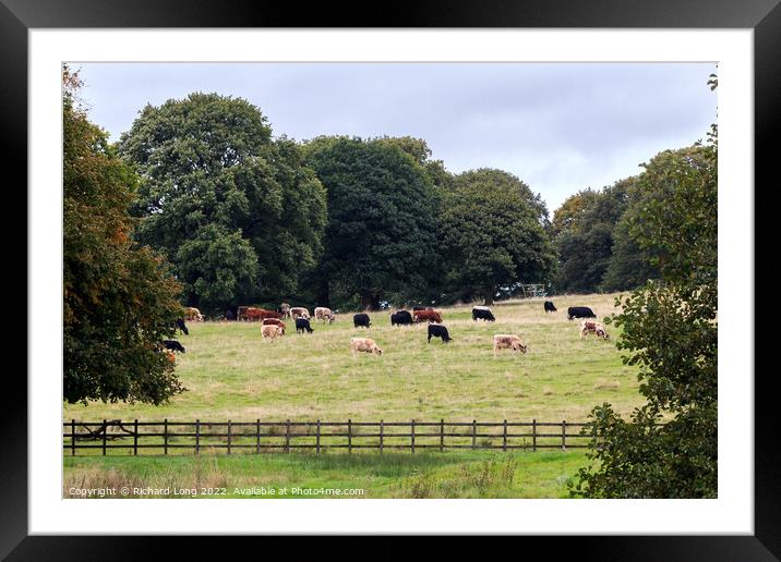 Cattle Grazing  Framed Mounted Print by Richard Long