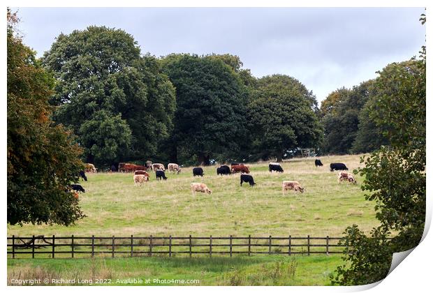 Cattle Grazing  Print by Richard Long