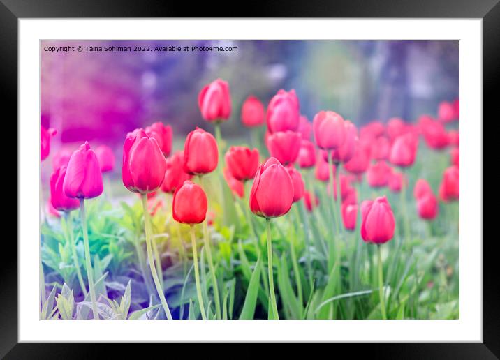 Red Tulips in the Spring Framed Mounted Print by Taina Sohlman
