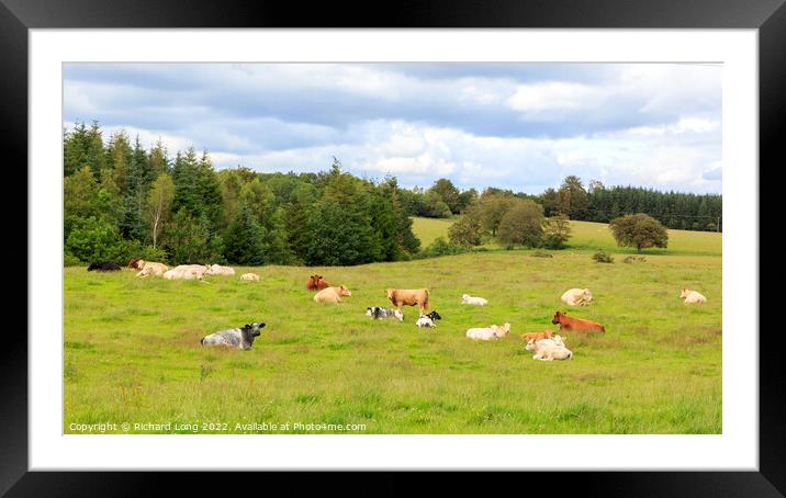 Resting Cattle Framed Mounted Print by Richard Long