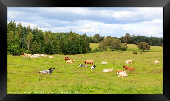 Resting Cattle Framed Print by Richard Long