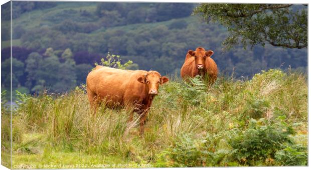 Two Dexter cows Canvas Print by Richard Long