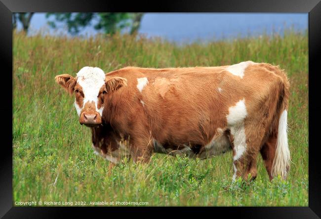 Single Ayrshire cow Framed Print by Richard Long