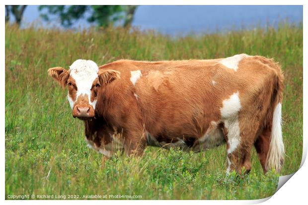Single Ayrshire cow Print by Richard Long