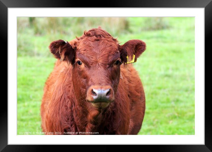 Portrait of young brown cow Framed Mounted Print by Richard Long