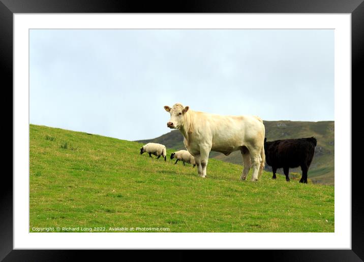 Single White- bred Shorthorn Cow Framed Mounted Print by Richard Long