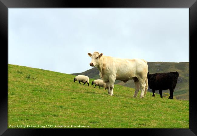 Single White- bred Shorthorn Cow Framed Print by Richard Long