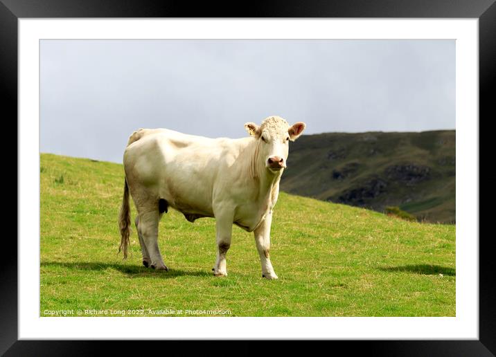 cattle Framed Mounted Print by Richard Long