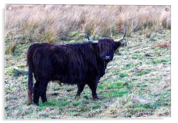 Black Highland Cow Acrylic by Richard Long
