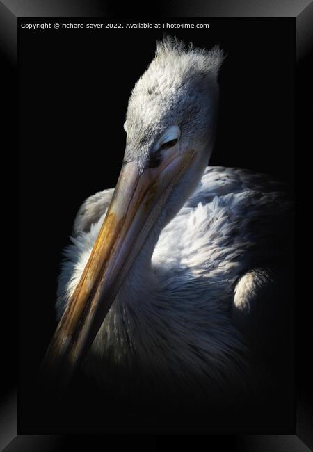 Sleepy Pelican Framed Print by richard sayer
