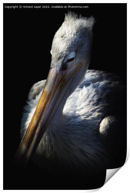 Sleepy Pelican Print by richard sayer