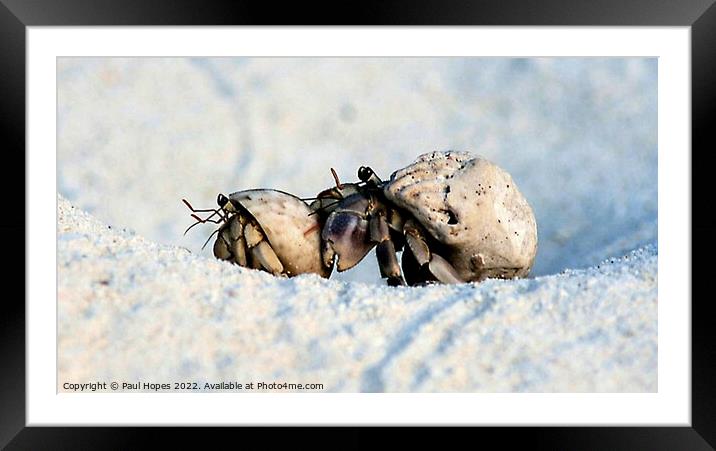 Hermit Crabs Framed Mounted Print by Paul Hopes