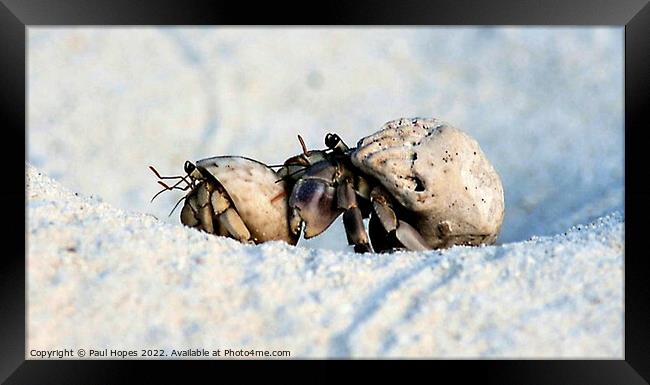 Hermit Crabs Framed Print by Paul Hopes
