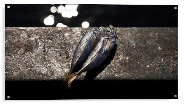 Pair of fresh caught blue fish on bridge parapet - Istanbul Acrylic by Gordon Dixon