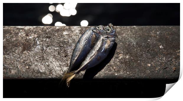 Pair of fresh caught blue fish on bridge parapet - Istanbul Print by Gordon Dixon