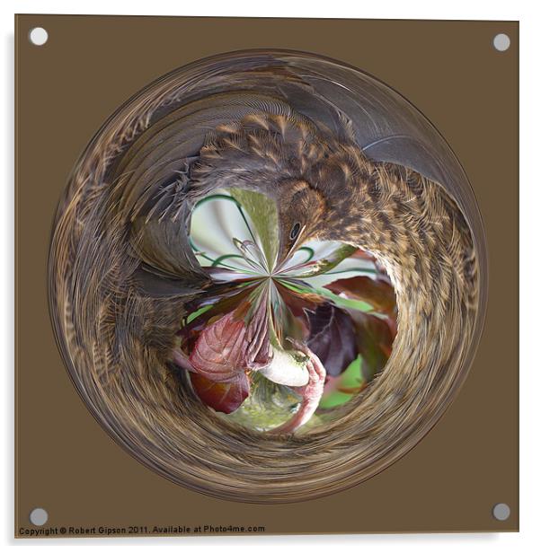 Spherical bird paperweight Acrylic by Robert Gipson