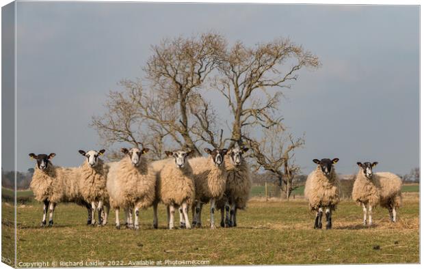 Ovine Family Group Canvas Print by Richard Laidler