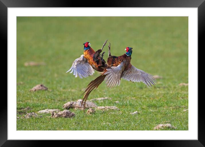 Fighting Pheasant Cocks in Meadow Framed Mounted Print by Arterra 