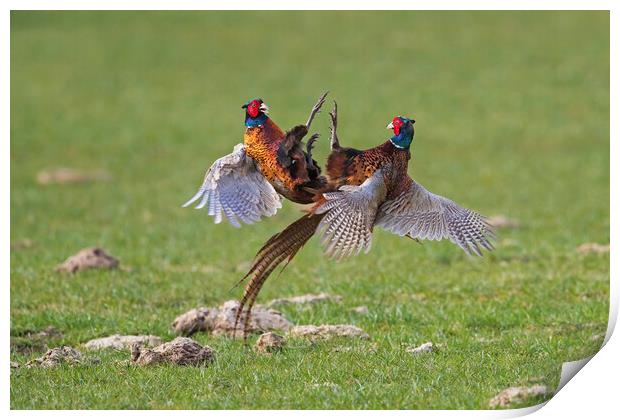 Fighting Pheasant Cocks in Meadow Print by Arterra 