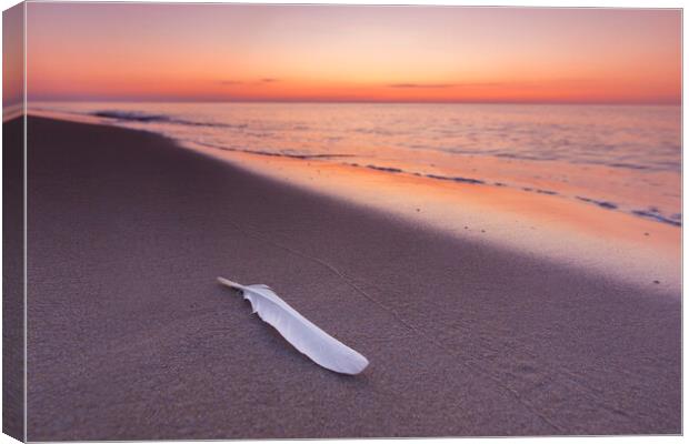 Seagull's Feather on Sandy Beach at Sunset Canvas Print by Arterra 