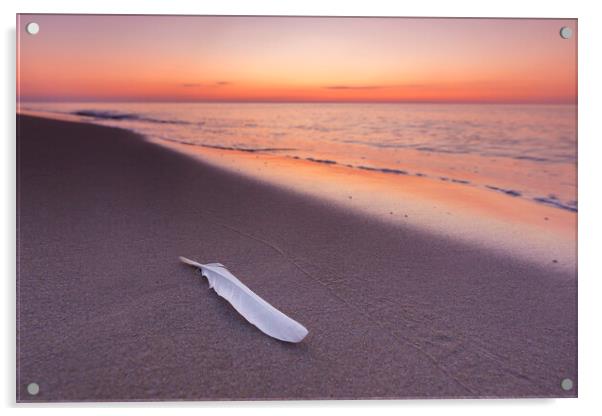 Seagull's Feather on Sandy Beach at Sunset Acrylic by Arterra 
