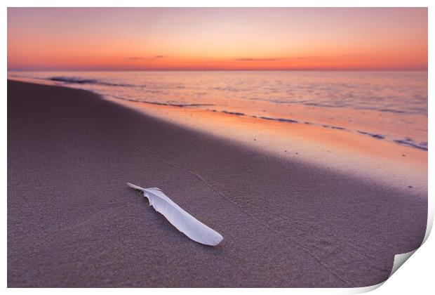 Seagull's Feather on Sandy Beach at Sunset Print by Arterra 