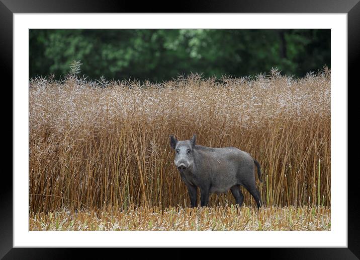 Wild Boar Sow in Farmland Framed Mounted Print by Arterra 