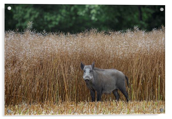 Wild Boar Sow in Farmland Acrylic by Arterra 