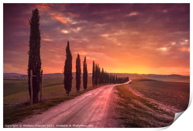 Cypress tree lined road in the countryside of Tuscany, Italy Print by Stefano Orazzini