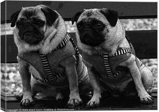 Two Pugs on a Bench in Monochrome. Canvas Print by Mark Ward