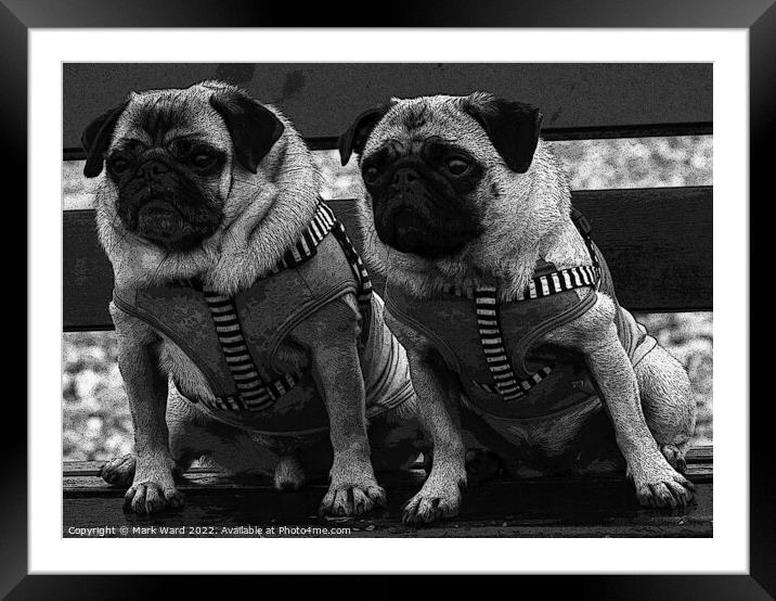 Two Pugs on a Bench in Monochrome. Framed Mounted Print by Mark Ward