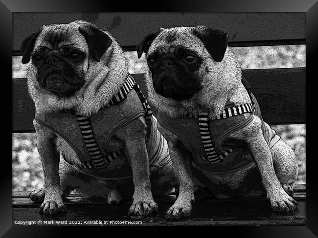Two Pugs on a Bench in Monochrome. Framed Print by Mark Ward