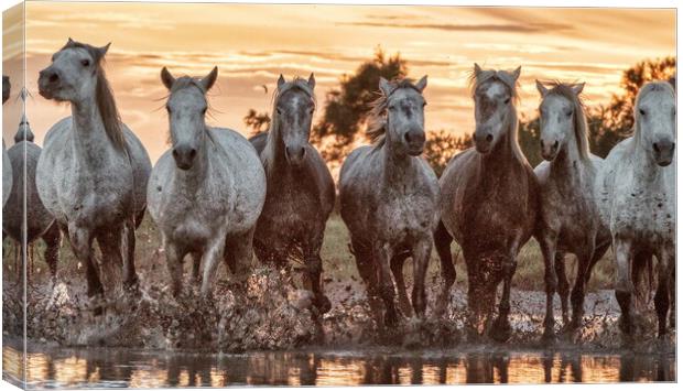 A herd of Camargue mares in the marshes Canvas Print by Helkoryo Photography