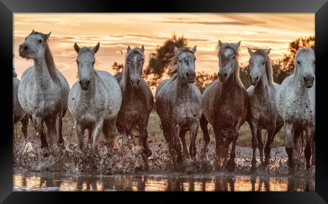 A herd of Camargue mares in the marshes Framed Print by Helkoryo Photography