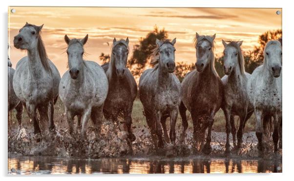 A herd of Camargue mares in the marshes Acrylic by Helkoryo Photography