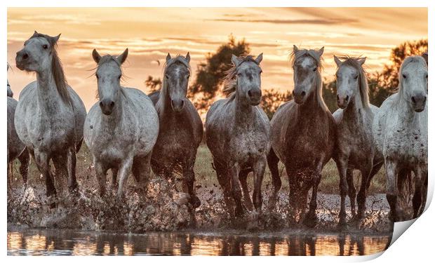 A herd of Camargue mares in the marshes Print by Helkoryo Photography