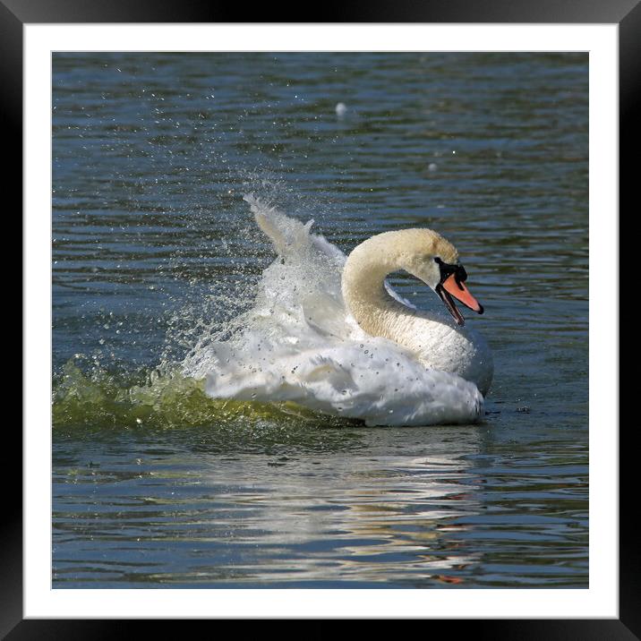 Bathing Swan Framed Mounted Print by Michael Hopes