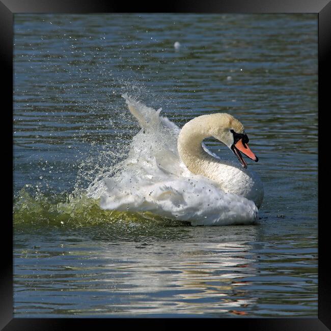 Bathing Swan Framed Print by Michael Hopes