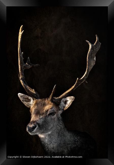 Deer with a dark background Framed Print by Steven Dijkshoorn
