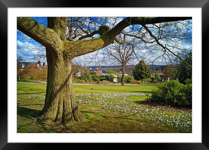 Crocus Tree, Sheffield Botanical Gardens   Framed Mounted Print by Darren Galpin