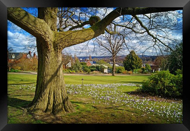 Crocus Tree, Sheffield Botanical Gardens   Framed Print by Darren Galpin