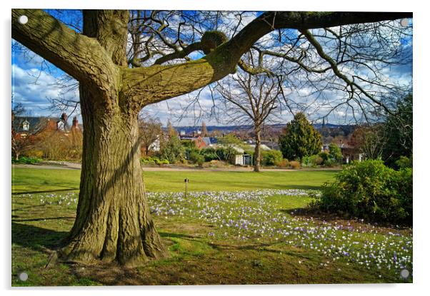 Crocus Tree, Sheffield Botanical Gardens   Acrylic by Darren Galpin